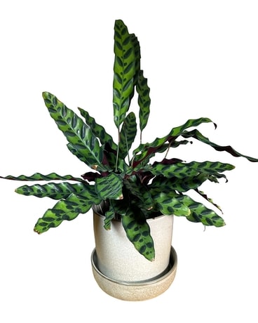 Calathea - Rattlesnake Plant