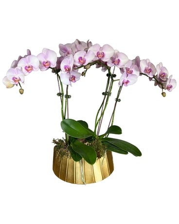 Blushing Luxe Orchids Plant