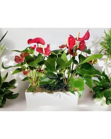 abete bonsai Bonsai Tree | White Design main image 1
