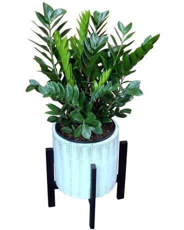 ZZ Plant - Camden Planter Flower Arrangement
