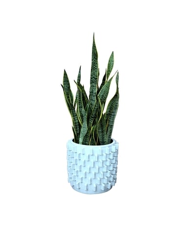 Sansevieria - Zona Planter Flower Arrangement