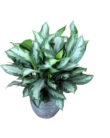 Aglaonema - Silver Bay Plant