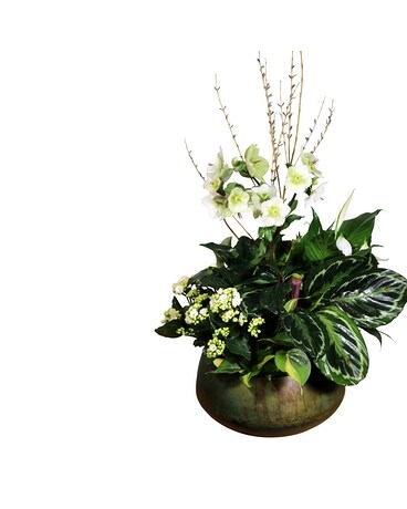 Spring European - Metal Plant