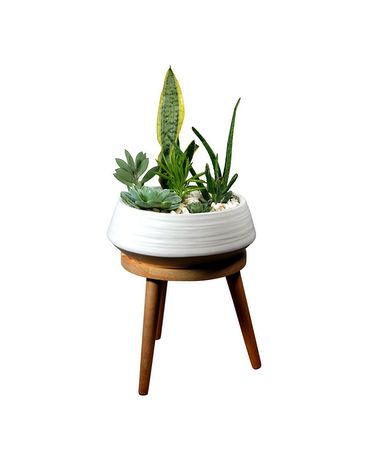 Succulent Garden Stand Plant