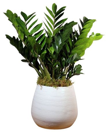 ZZ Plant Plant