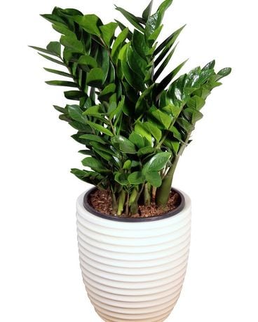 ZZ Plant - White Ceramic Plant