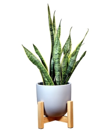 Sansevieria Plant