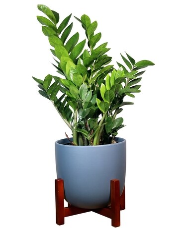 ZZ Plant - Blue Indigo Plant