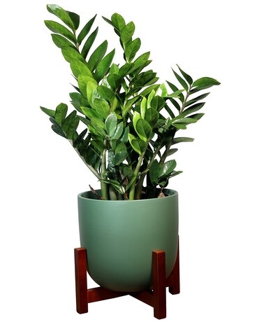 ZZ Plant - Forest Green Plant
