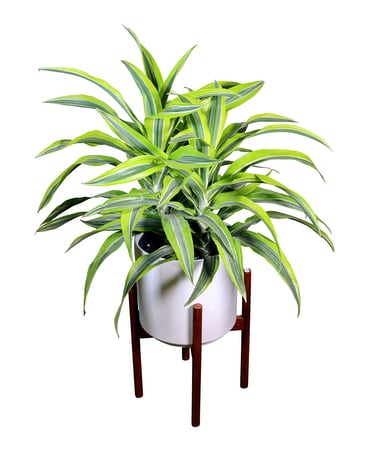 Lemon Lime Dracaena Plant