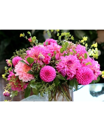 Dahlia Dreams
