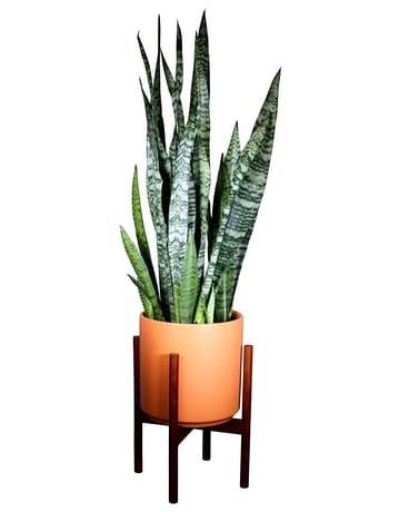 Sansevieria - Peach Ceramic Plant