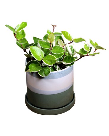 Hoya Plant - Blue stripe Plant