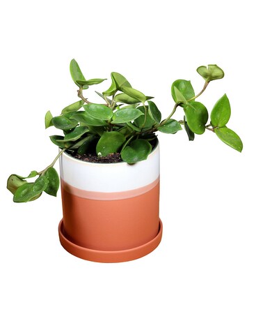 Hoya Plant - Peach Stripe Plant