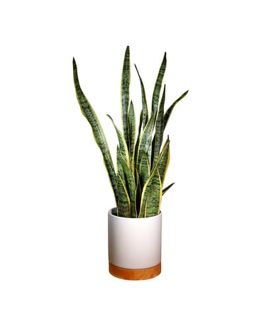 Sansevieria - White Ceramic Plant