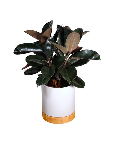 Rubber Tree Plant