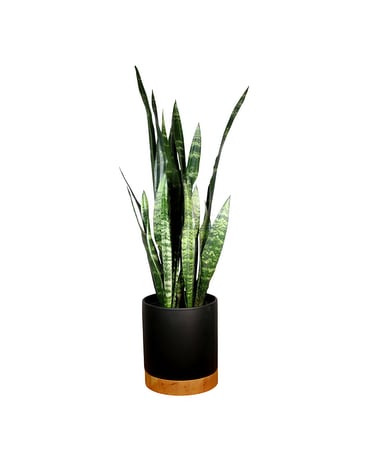 Sansevieria - Black Ceramic Plant