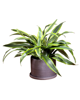 Lemon Lime Dracaena Plant
