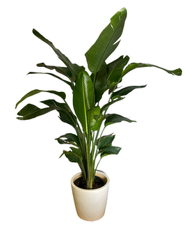 As Shown size,  inches height and  inches wide.