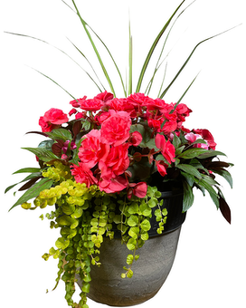 Begonia Combo Porch Pot Plant