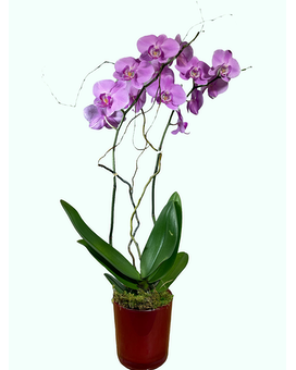 As Shown size,  inches height and  inches wide.