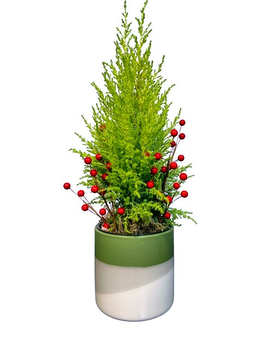 Lemon Cypress Plant
