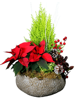 Winter Forest Garden Plant