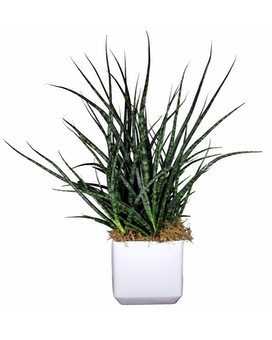 Fernwood Sansevieria - 8