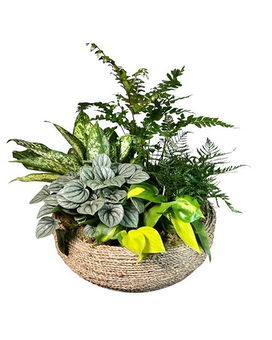 Flourishing Green Garden Plant