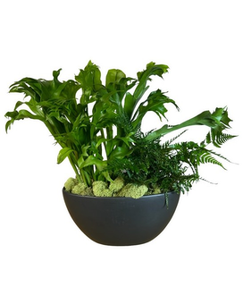 Fern Garden Plant
