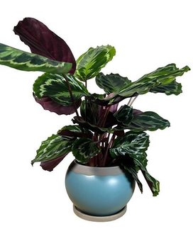 Calathea Plant