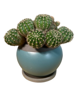 Cute Cactus Plant