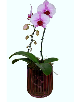 Mini Waterfall Orchid Flower Arrangement