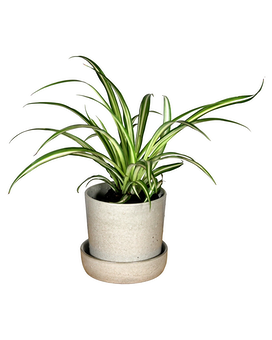 Spider Plant Flower Arrangement