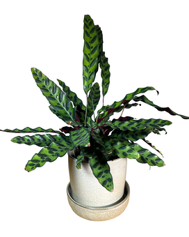 Calathea - Rattlesnake Plant
