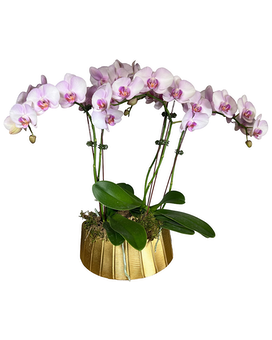 Blushing Luxe Orchids Plant