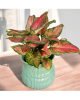 Ruby Ray Aglaonema in St. Clair Shores MI - Conner Park Florist