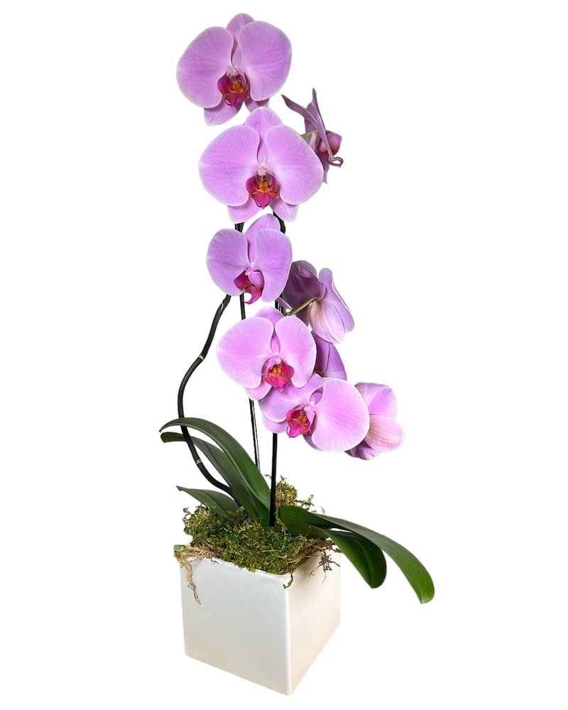 Pink Waterfall Orchid in St. Clair Shores MI - Conner Park Florist