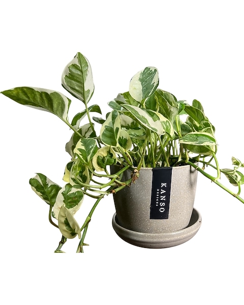 Pearls & Jade Pothos in St. Clair Shores MI - Conner Park Florist