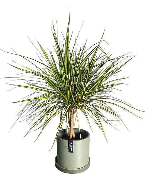 large money tree plant for sale Large Money Tree XL/XXL (1.4m - 1.6m) main image 0
