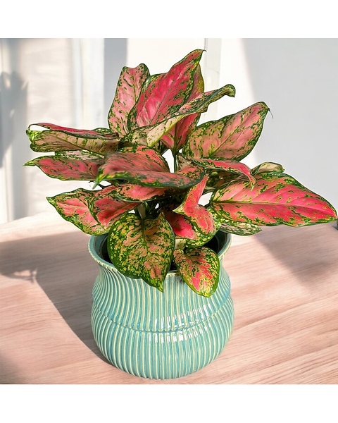 Ruby Ray Aglaonema