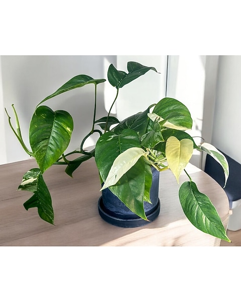 Albo Pothos