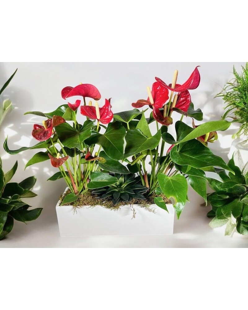 Anthurium Plant