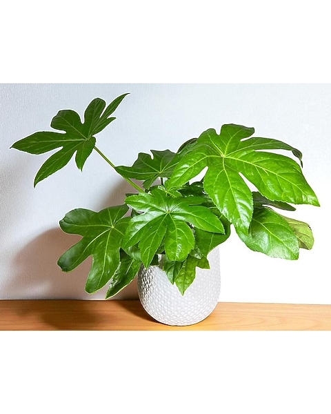 Fatsia Plant in St. Clair Shores MI - Conner Park Florist