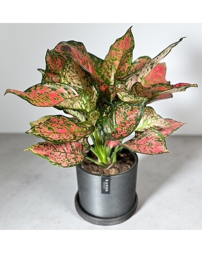 Aglaonema - Ruby Ray in St. Clair Shores MI - Conner Park Florist