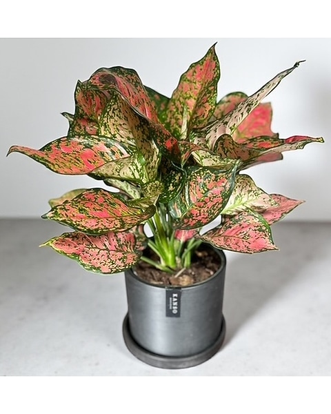 house plants pots House Plant