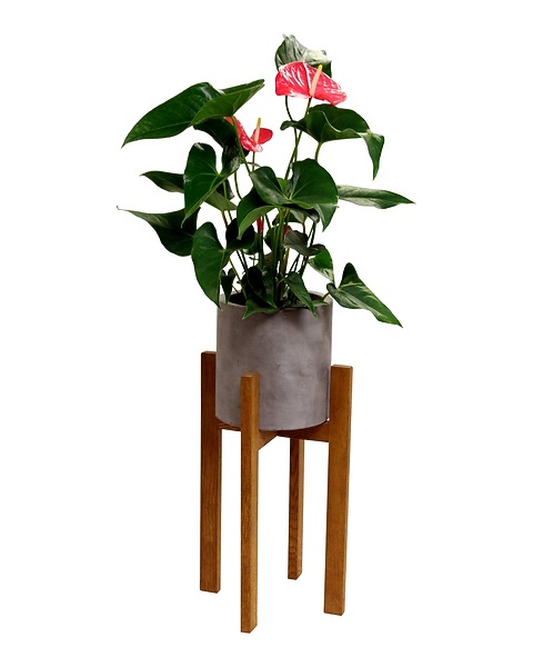bonsai ahorn selber ziehen Bonsai-Bundle – Ginkgo, Kiefer & Roter Ahorn selbst ziehen (3er Bonsai –  Wurzelbox main image 0