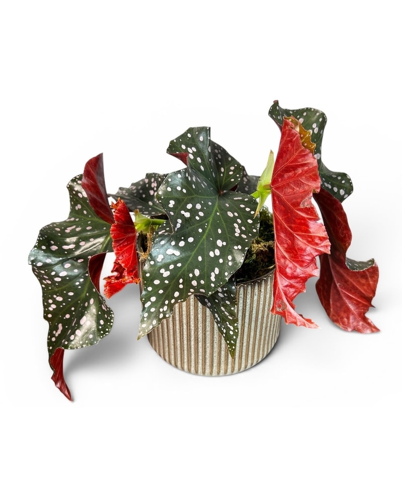 billlie ムンスア ペンコン ポラロイド Cracklin' Rosie Begonia in St. Clair Shores MI - Conner Park Florist