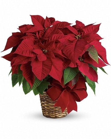 Small Red Poinsettia Flower Arrangement