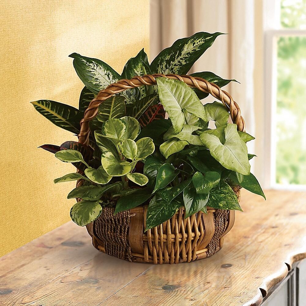 Emerald Garden Basket in Huntley IL - Huntley Floral